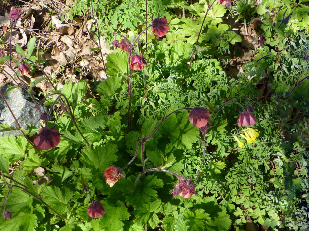 Geum rivale 'Leonard's Variety' photo